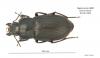 Anisodactylus signatus